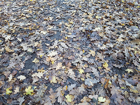 Trails are many different surfaces